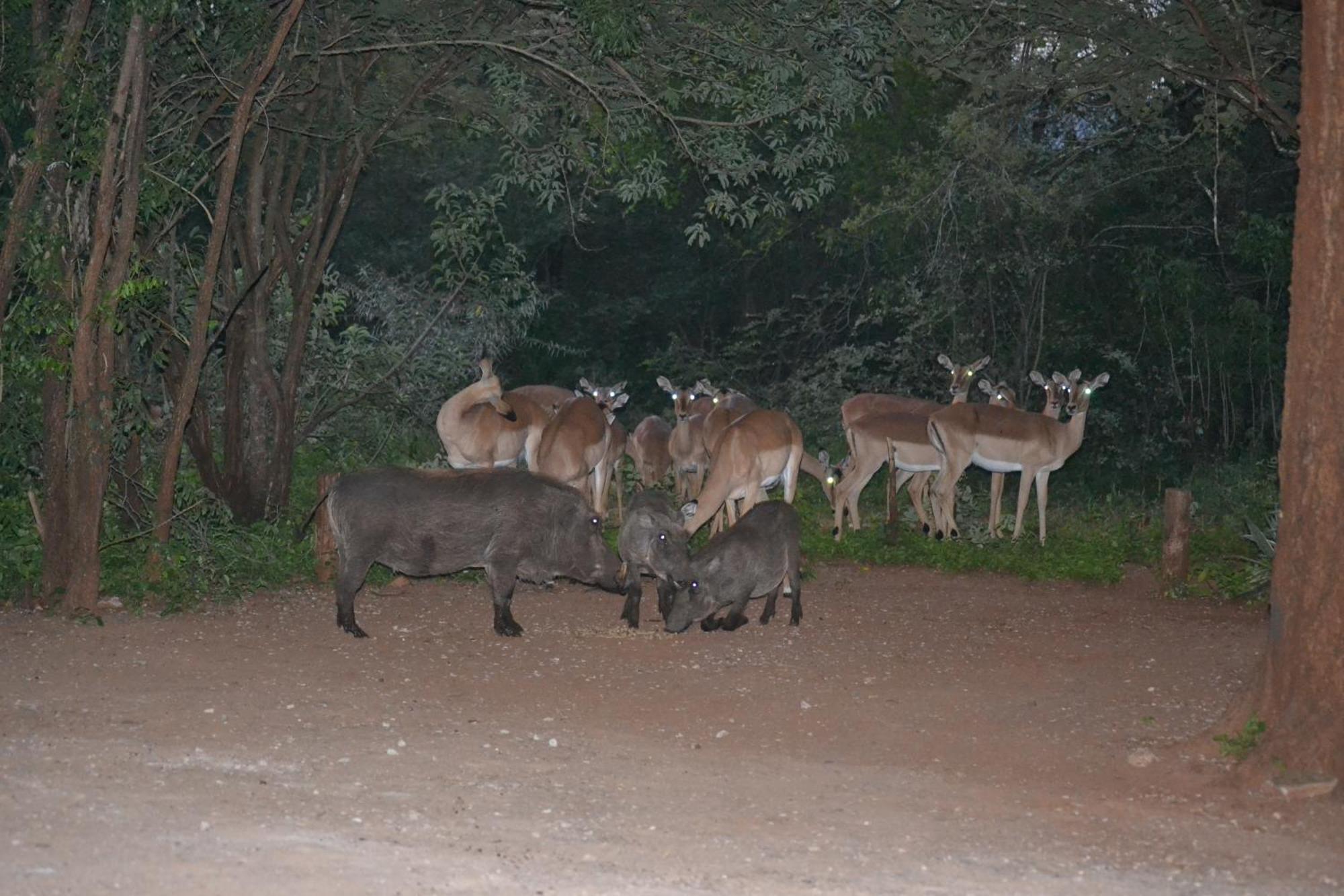 Kiburi Cottage @ Kruger Marloth Park Εξωτερικό φωτογραφία