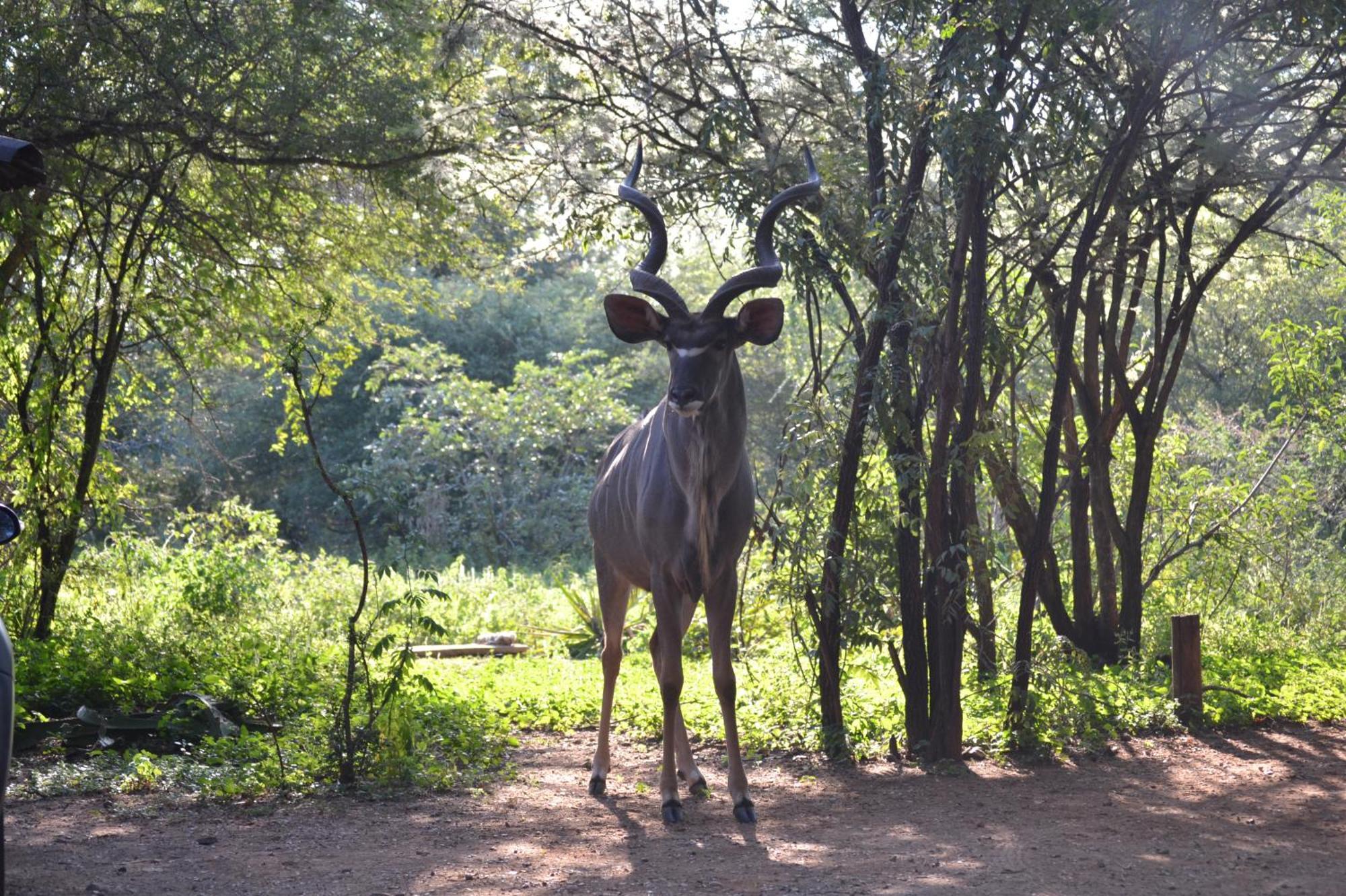 Kiburi Cottage @ Kruger Marloth Park Εξωτερικό φωτογραφία