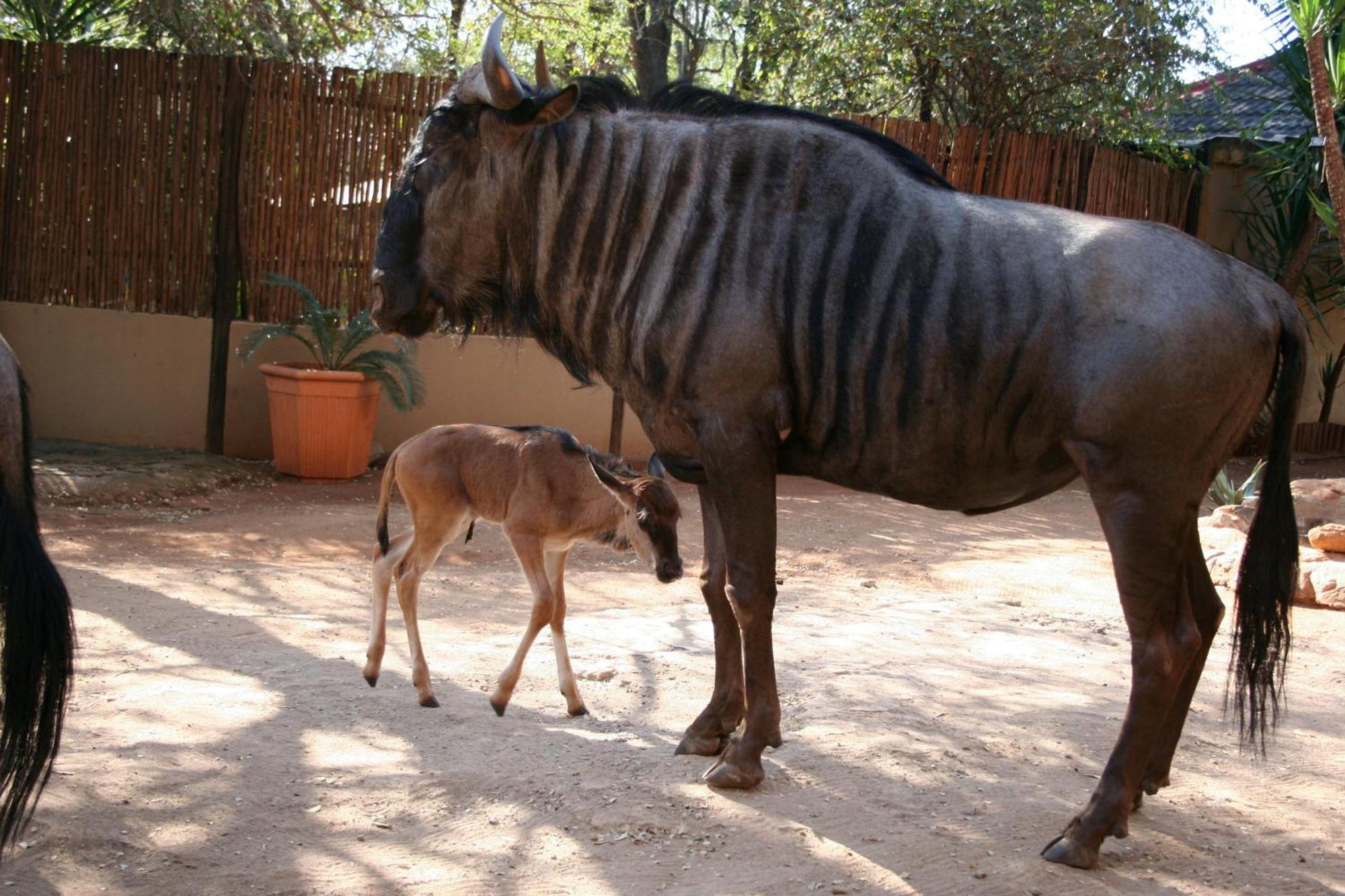 Kiburi Cottage @ Kruger Marloth Park Εξωτερικό φωτογραφία