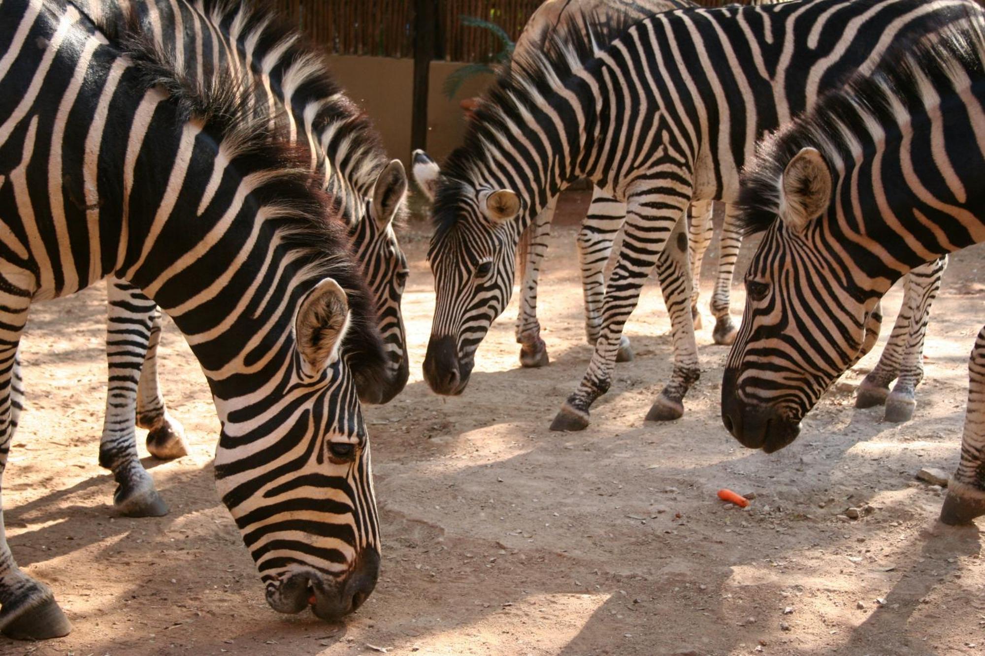 Kiburi Cottage @ Kruger Marloth Park Εξωτερικό φωτογραφία